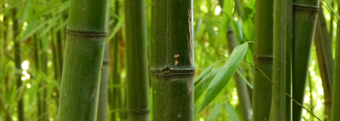 Alter Botanischer Garten Bambus